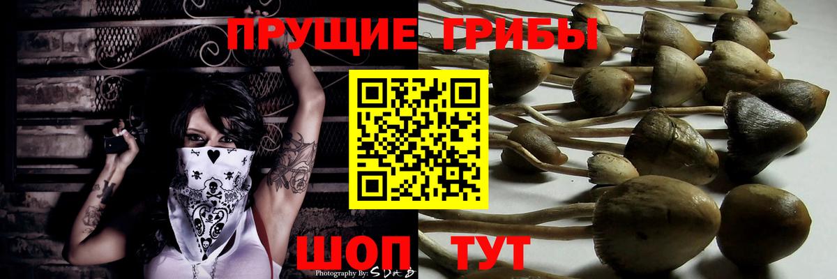 Псилоцибиновые грибы Psilocybine cubensis Александров